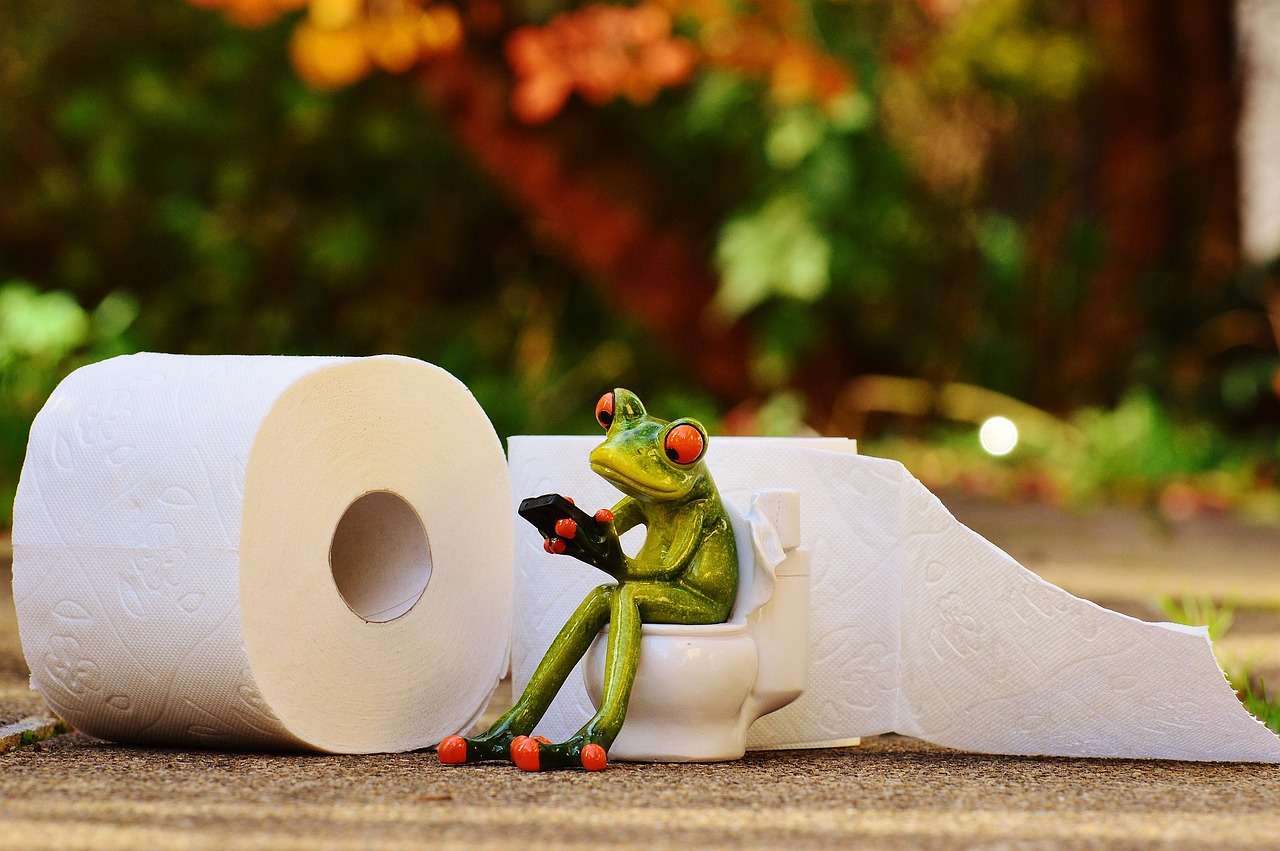 frog, toilet, loo-1037252.jpg